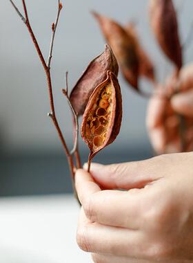 侘寂风进口干花酒瓶果干枝装饰