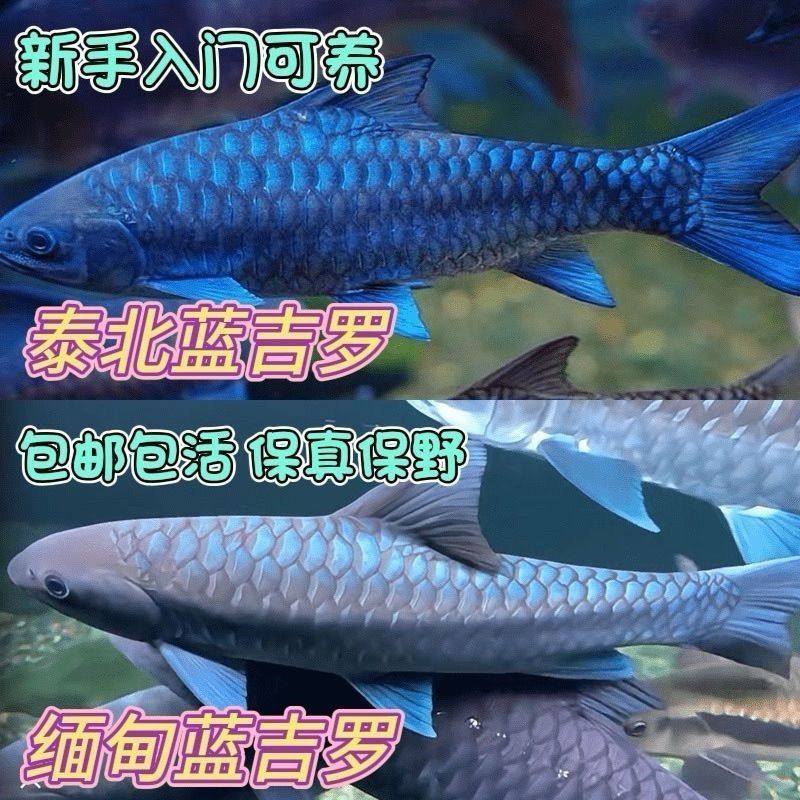 鱼异口原生吉罗鱼罗风水新光观赏鱼养活蓝淡水鱼苗鱼群饲料唇吉祥,淘宝优惠券,粉丝福利购,淘宝优惠卷