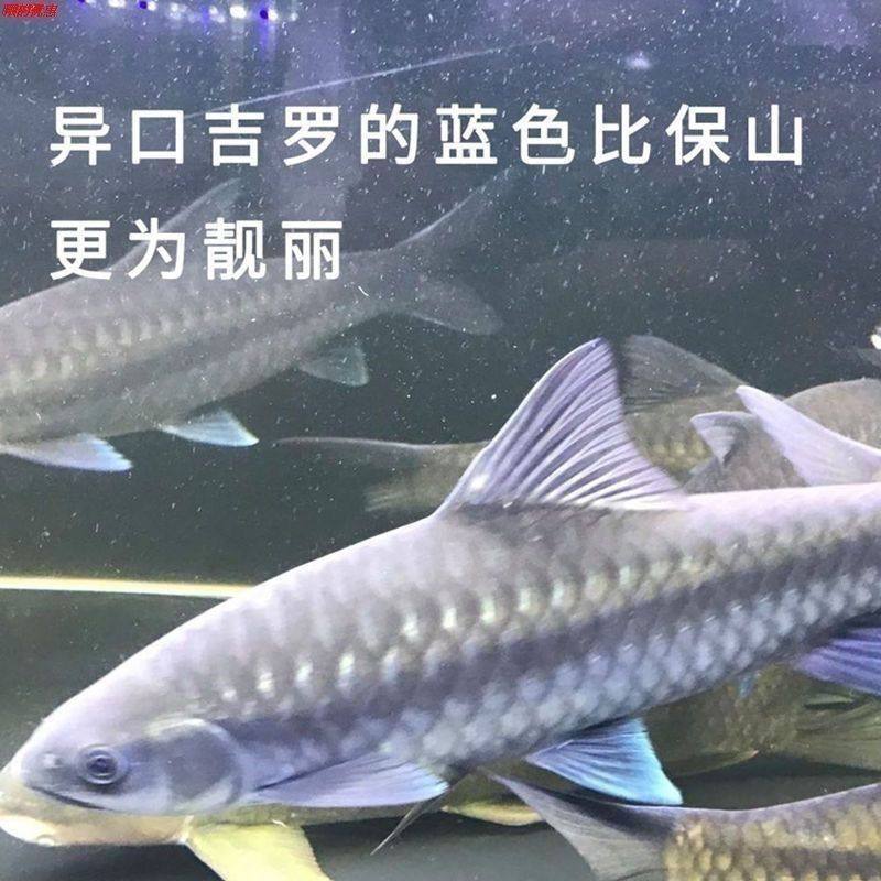 鱼异口原生吉罗鱼罗风水新光观赏鱼养活蓝淡水鱼苗鱼群饲料唇吉祥,淘宝优惠券,粉丝福利购,淘宝优惠卷