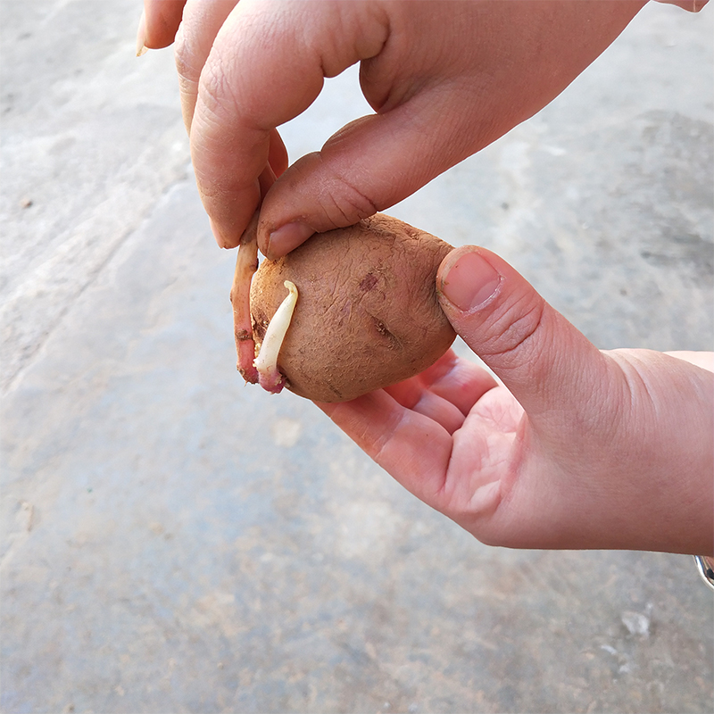 云南高山红皮黄心土豆种子10斤包邮高产马铃薯农家发芽原种植苗5-图2