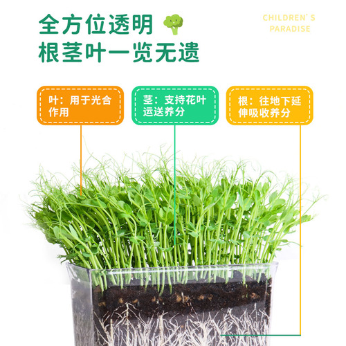 儿童种植小盆栽发芽小植物小花农迷你小农场根系生长小学生观察窗