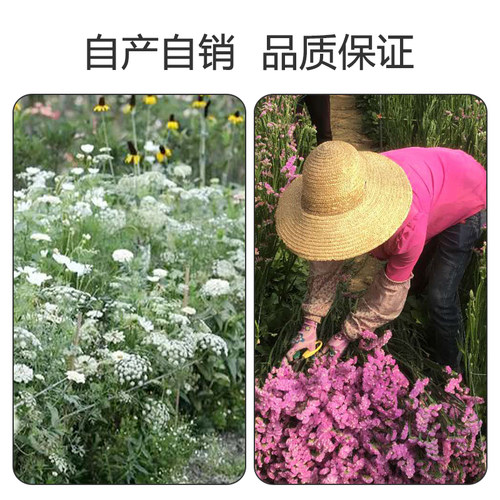 干花摆件客厅摆设真花束装饰放家居的永生云南鲜插瓶满天星勿忘我 - 图0
