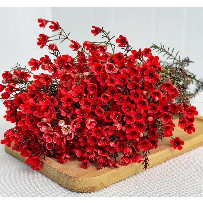 鲜花云南基地直发红粉色插水养冬季耐寒鲜切花同城速递百合花腊梅,淘宝优惠券,粉丝福利购,淘宝优惠卷