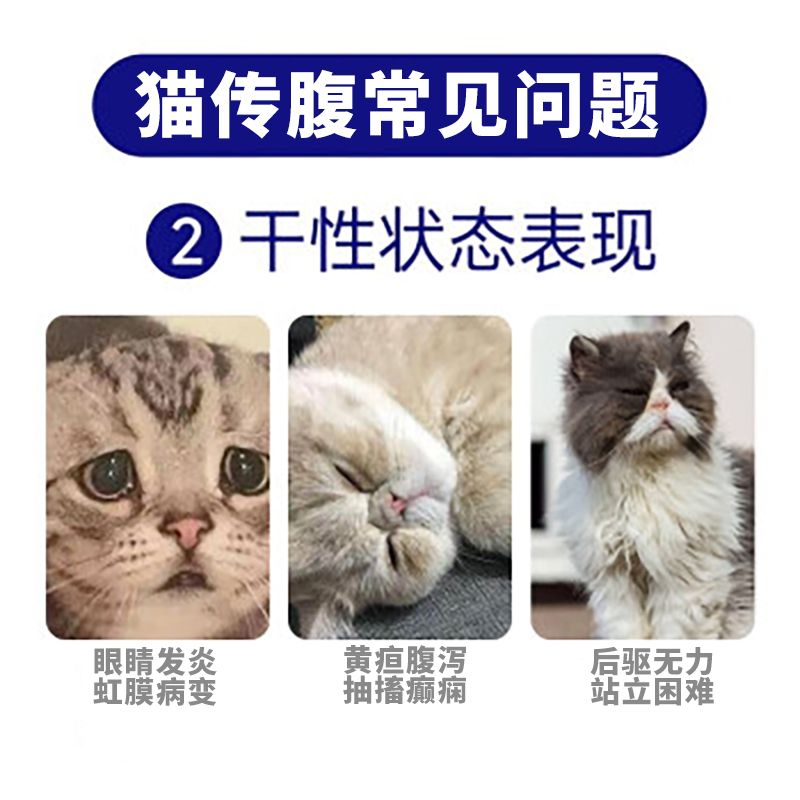 宠物猫咪狗狗猫传腹猫腹水消腹水干湿性猫咪传染性腹膜炎肾衰竭-图1