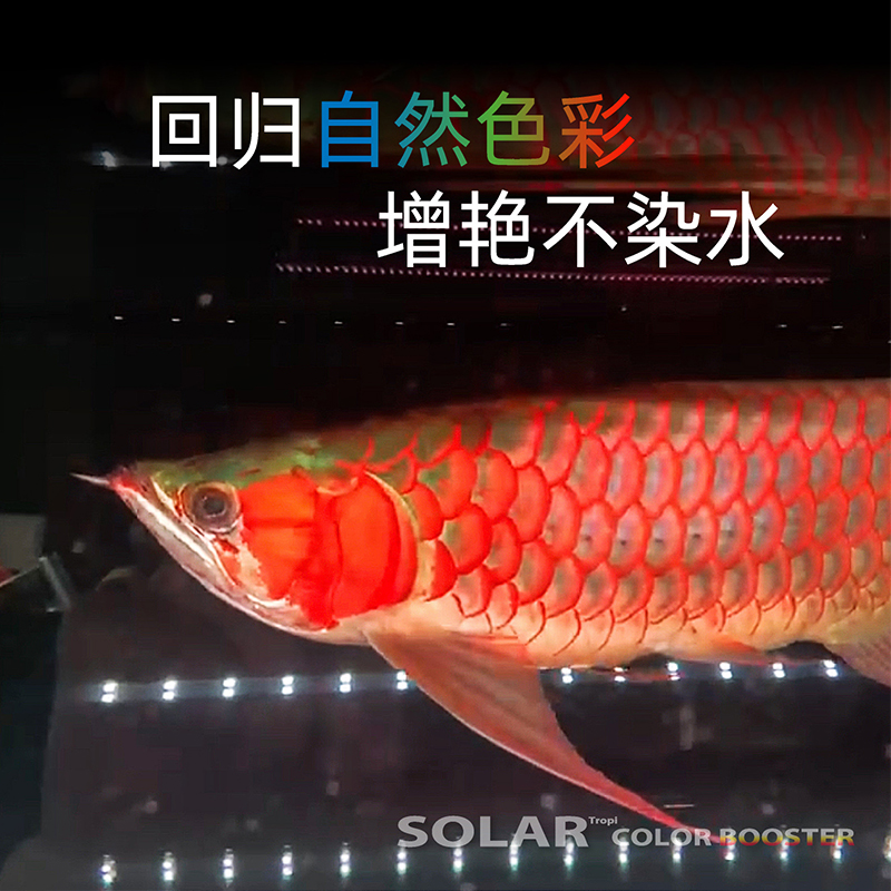 尼奥SOLAR雷龙鱼专用灯日光发色灯防水灯LED鱼缸灯金龙鱼增艳增色 - 图0