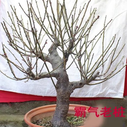 原生梅花树苗室内外耐寒绿植花卉腊梅老桩朱砂红梅大盆景梅花盆栽 - 图2