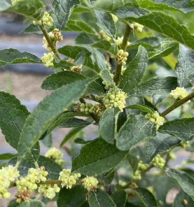 北美冬青盆栽树苗授粉用雄株公树鲜花红果发财果盆景盆栽植物耐寒 - 图2