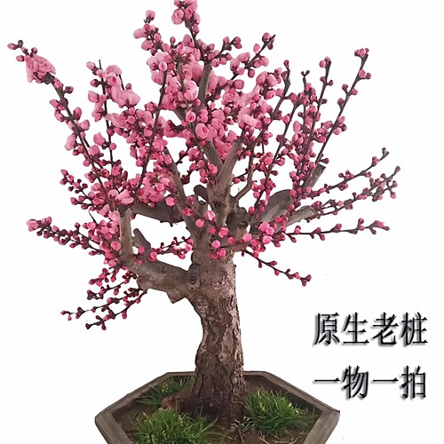 原生梅花树苗室内外耐寒绿植花卉腊梅老桩朱砂红梅大盆景梅花盆栽 - 图0