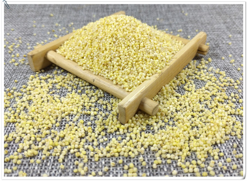 山间谷草 秫米 500g 北秫米 黄米 糯粟 黄糯新货非中药材粉 - 图2