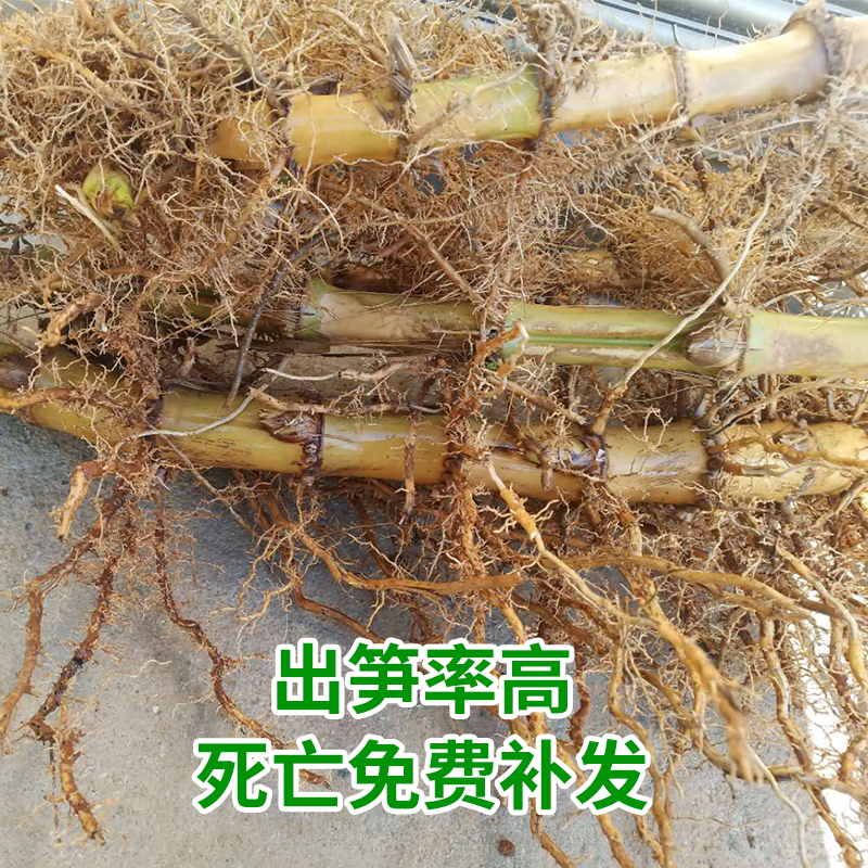 大型楠竹根楠竹苗毛竹苗庭院竹子根笋竹四季食用楠竹北方巨龙竹根 - 图0