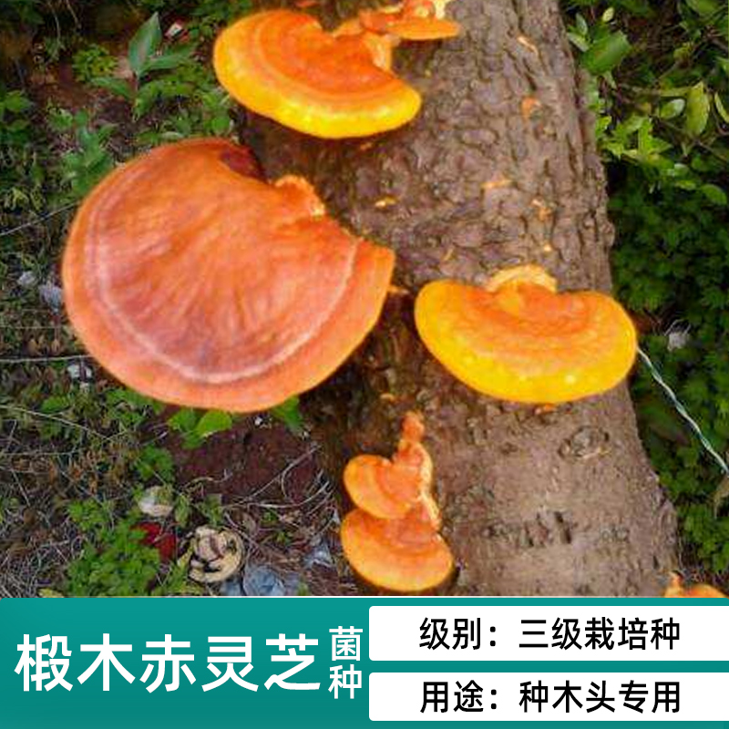 椴木菌种香菇平菇食用菌种批发黑木耳木头冬菇室内可食用栽培蘑菇-图3