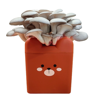 平菇卡通盒装蘑菇种植包蘑菇菌包阳台蘑菇菌菇种家庭养种食用菌种 虎窝淘