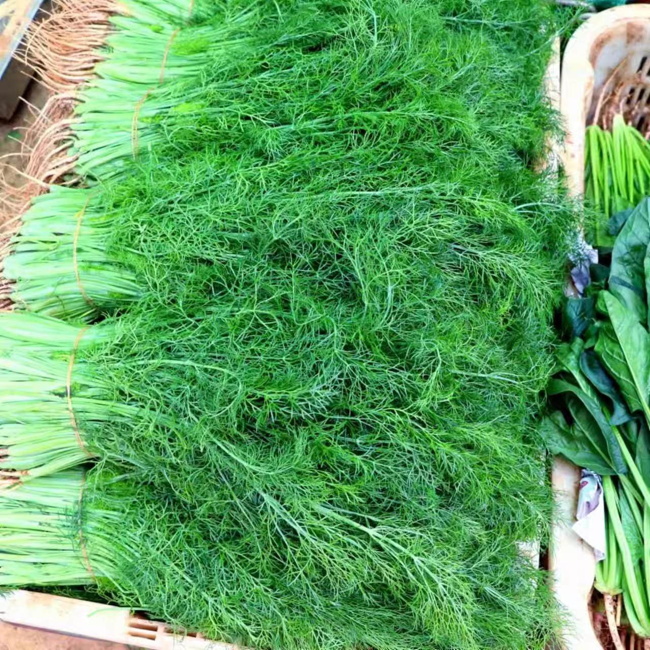 新鲜小茴香当季蔬菜茴香菜小茴香农家包饺子陷现采现发,淘宝优惠券,粉丝福利购,淘宝优惠卷