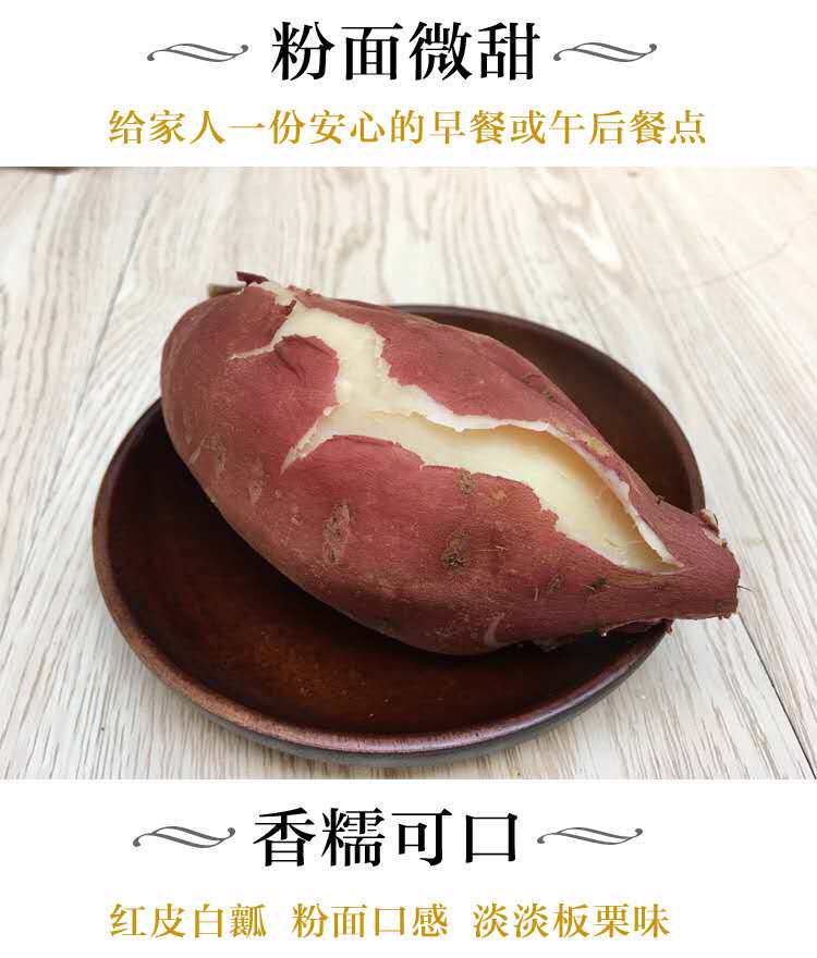 白心新鲜板栗河南特产5斤装10白薯 语稞番薯