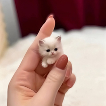 Pure Breeds Puppets Cat Young Cat Living Things Blue Double Sea Pair Fairy Cats Living Blue Eyes Long Hairy Cat Cub Pet Kitty