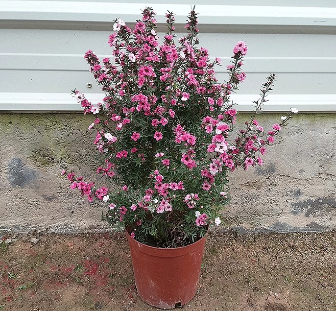 松红梅带花苞三色梅澳洲雪花梅室内花卉盆栽一树多色阳台四季观花