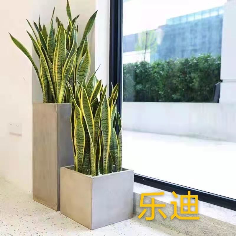 【高端虎皮兰】金边虎尾兰盆栽植物室内好养客厅大绿植