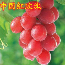 China Red Rose Grape Seedling Base Direct Sales Now Excavation Adaptable to Strong Southern Northern Plane