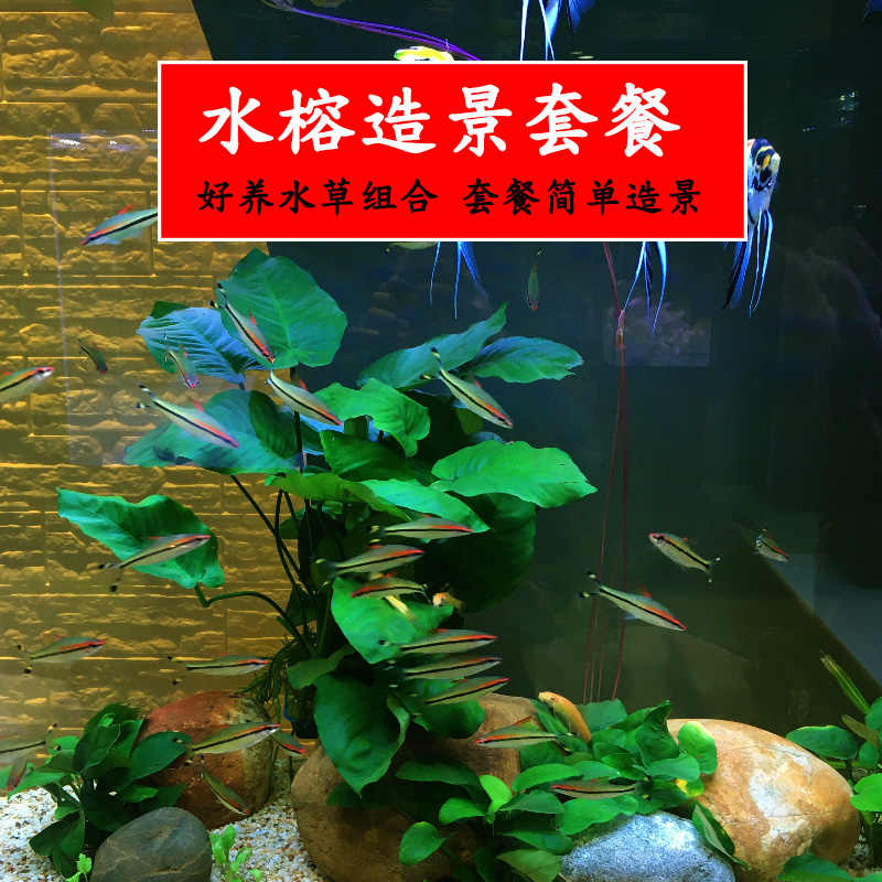 鱼缸水草淡水草 新人首单立减十元 21年8月 淘宝海外