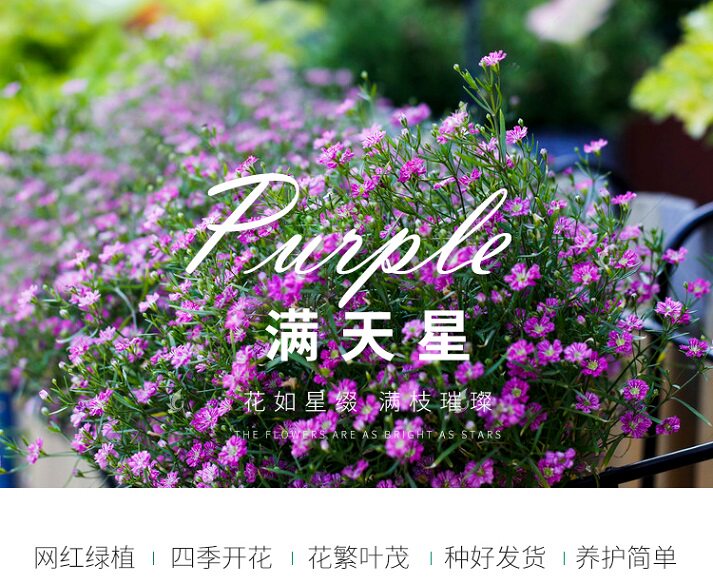 四季常青绿植花卉满天星盆栽 热品库 性价比省钱购