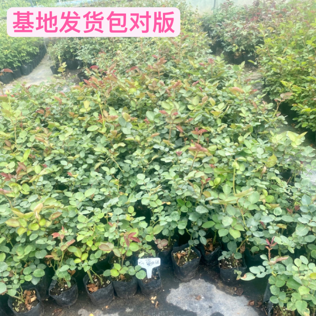 月季花小苗盆栽庭院四季开花花卉植物玫瑰花苗藤本爬藤多花蔷薇花 - 图0