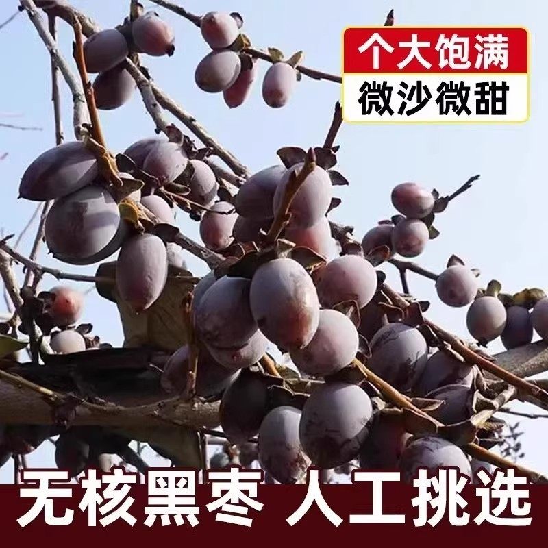 黑枣无核正宗太行山特级官方旗舰店软枣野生黑枣新疆特产紫晶黑枣,淘宝优惠券,粉丝福利购,淘宝优惠卷