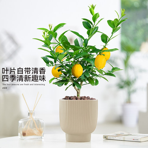 香水柠檬树盆栽可食用绿植老桩树苗花卉植物室内客厅阳台四季好养 - 图0