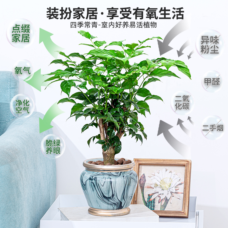 绿宝幸福树盆栽平安发财树花卉植物室内花大客厅办公桌好养绿植 - 图0