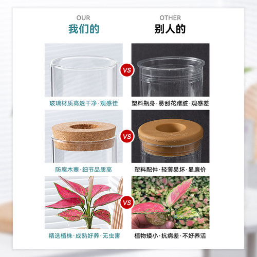 玻璃瓶水培植物春羽绿萝富贵竹办公室内桌面好养绿植花卉小盆栽 - 图2