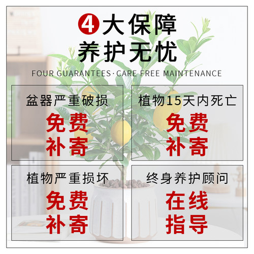 香水柠檬树盆栽可食用绿植老桩树苗花卉植物室内客厅阳台四季好养 - 图3