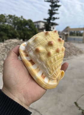 海贝缘黄金万宝螺家居招财摆件