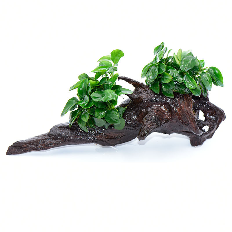 沉木活体真水草淡鱼缸造景套餐阴性水榕水无土植物增氧趴地矮珍珠,淘宝优惠券,粉丝福利购,淘宝优惠卷