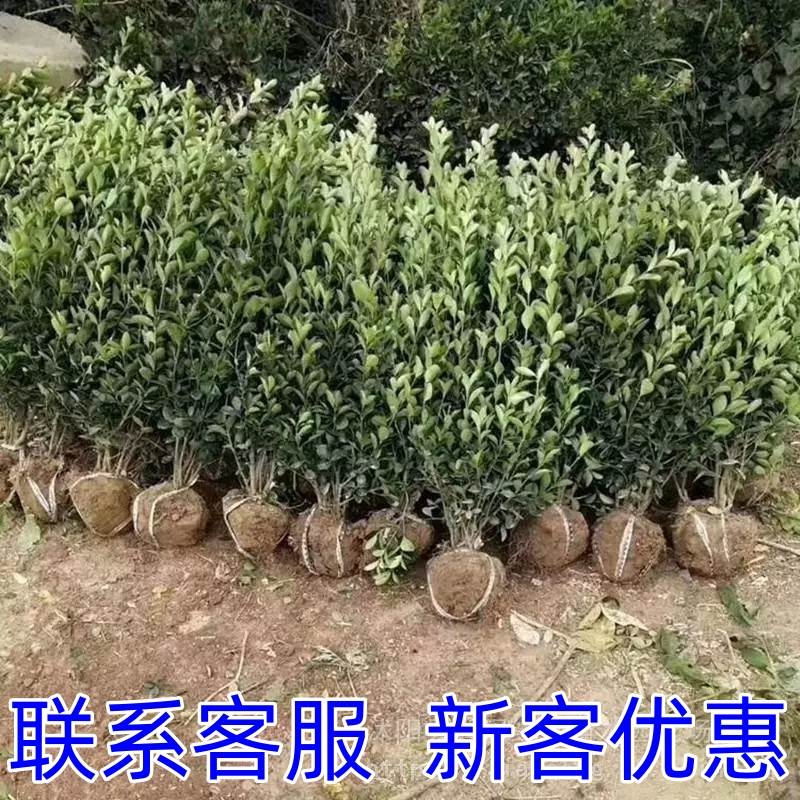 冬青球树苗庭院地栽耐寒植物大叶黄杨红叶石楠女贞球型常青绿化苗-图0