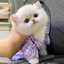 Mankikang short footed cat young cat gold growing blue gold starting up gold spot short leg pet cat living entity bear version cat house