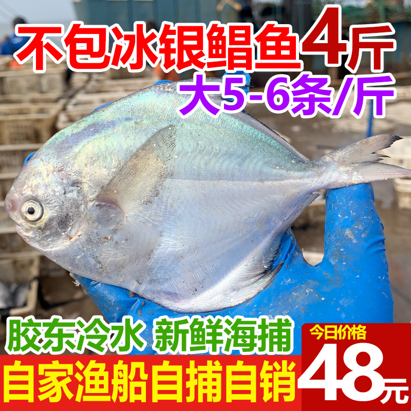 新鲜银鲳鱼4斤(5-6条/斤)海鲜活金深海白水产平鱼镜鱼海扁鱼 - 图0