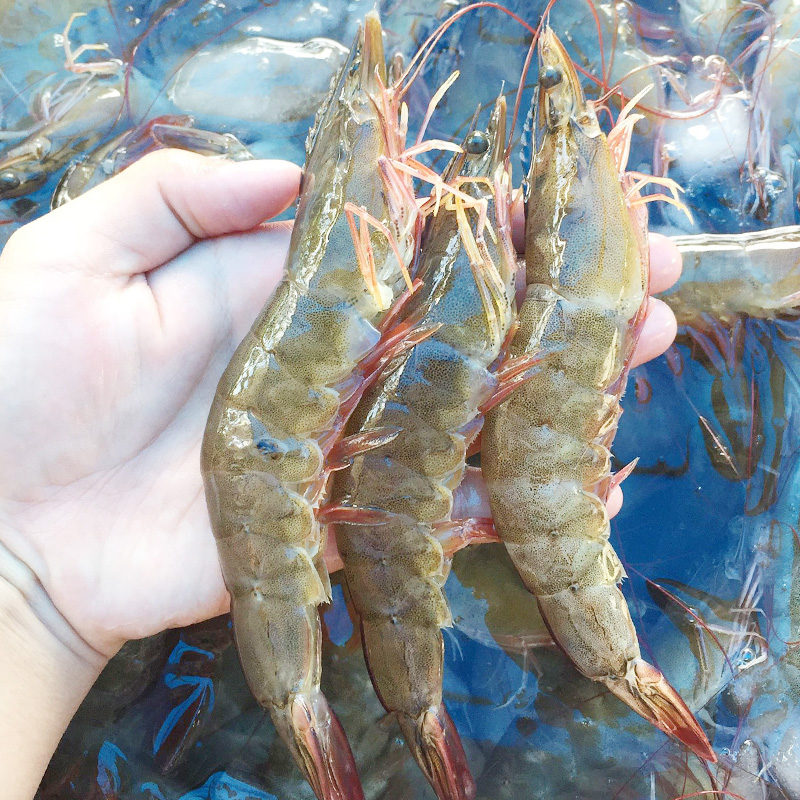 Cruiser Star Fresh Sea-caught Extra Large Prawns