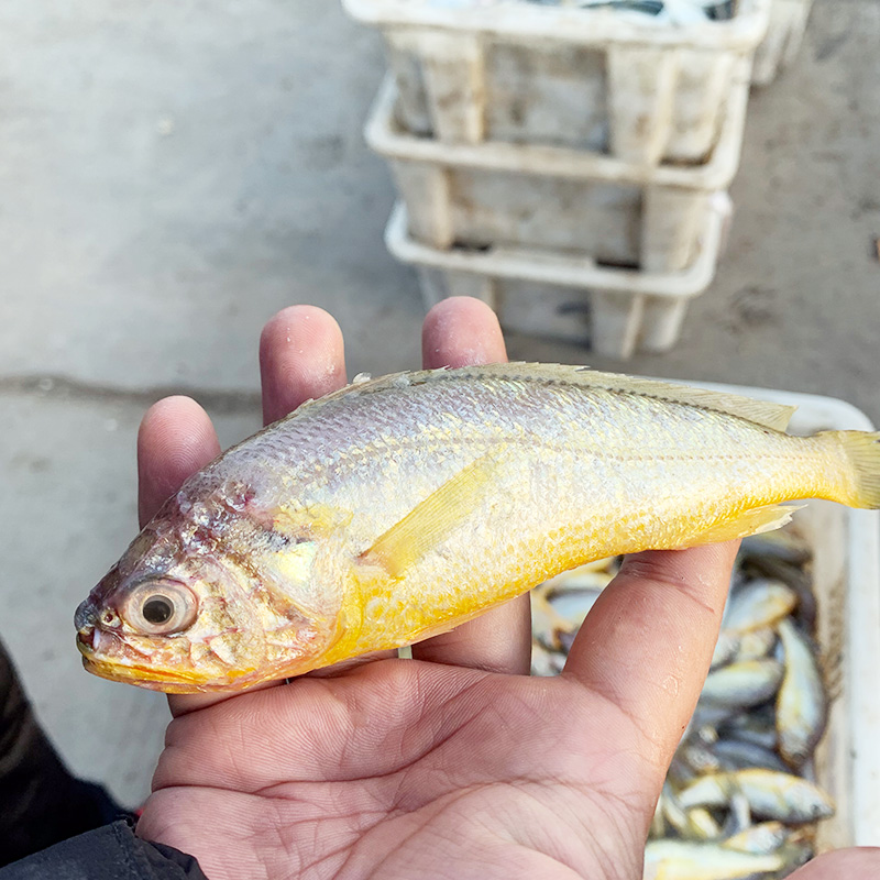 特大新鲜小黄花鱼4斤大号鲜冷冻小黄鱼海鲜水产鲜活海鱼烟台生鲜 - 图2