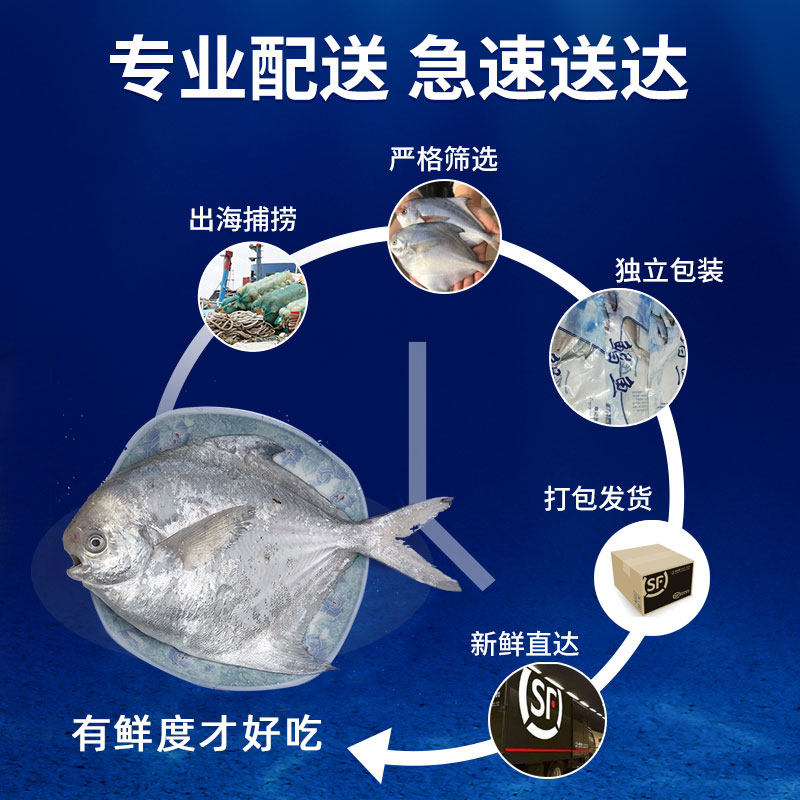 舟山海鲜新鲜大白鲳鱼冰鲜昌鱼银鲳扁鱼生鲜平鱼东海水产鲜活冷冻,淘宝优惠券,粉丝福利购,淘宝优惠卷