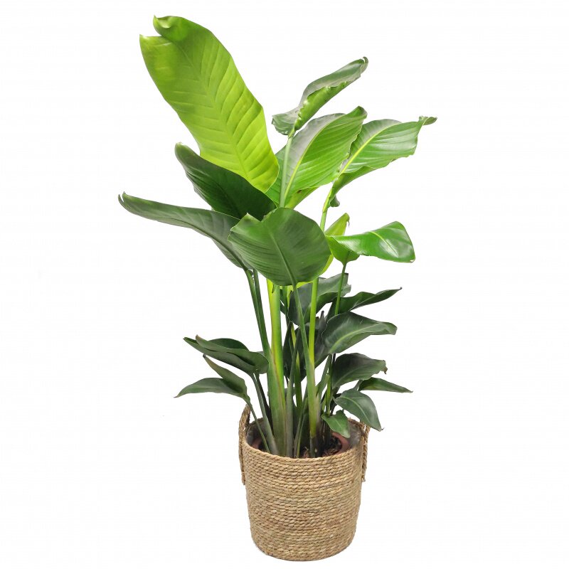 鹤望兰天堂鸟大型室内盆栽植物开花的北欧ins风绿植