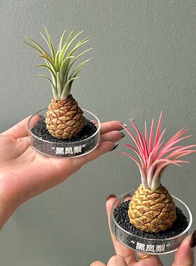 ins空气凤梨菠萝屋桌面绿植摆件