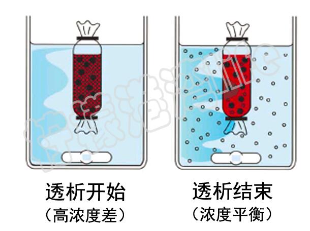 新款促销透析袋5000分子量MD44纯化除盐 5kda透析膜实验5米-图2