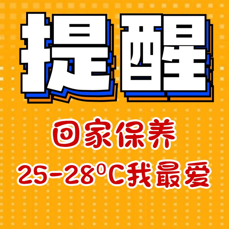 网红芦丁鸡活鸡阳台家养宠物鸡迷你观赏鸡全色系幼鸡成年下蛋母鸡 - 图2