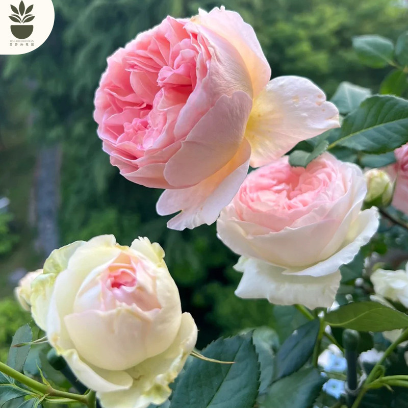 艾莎的花园亚伯拉罕大花浓香多花重瓣 藤本月季花苗 阳台庭院爬藤,淘宝优惠券,粉丝福利购,淘宝优惠卷