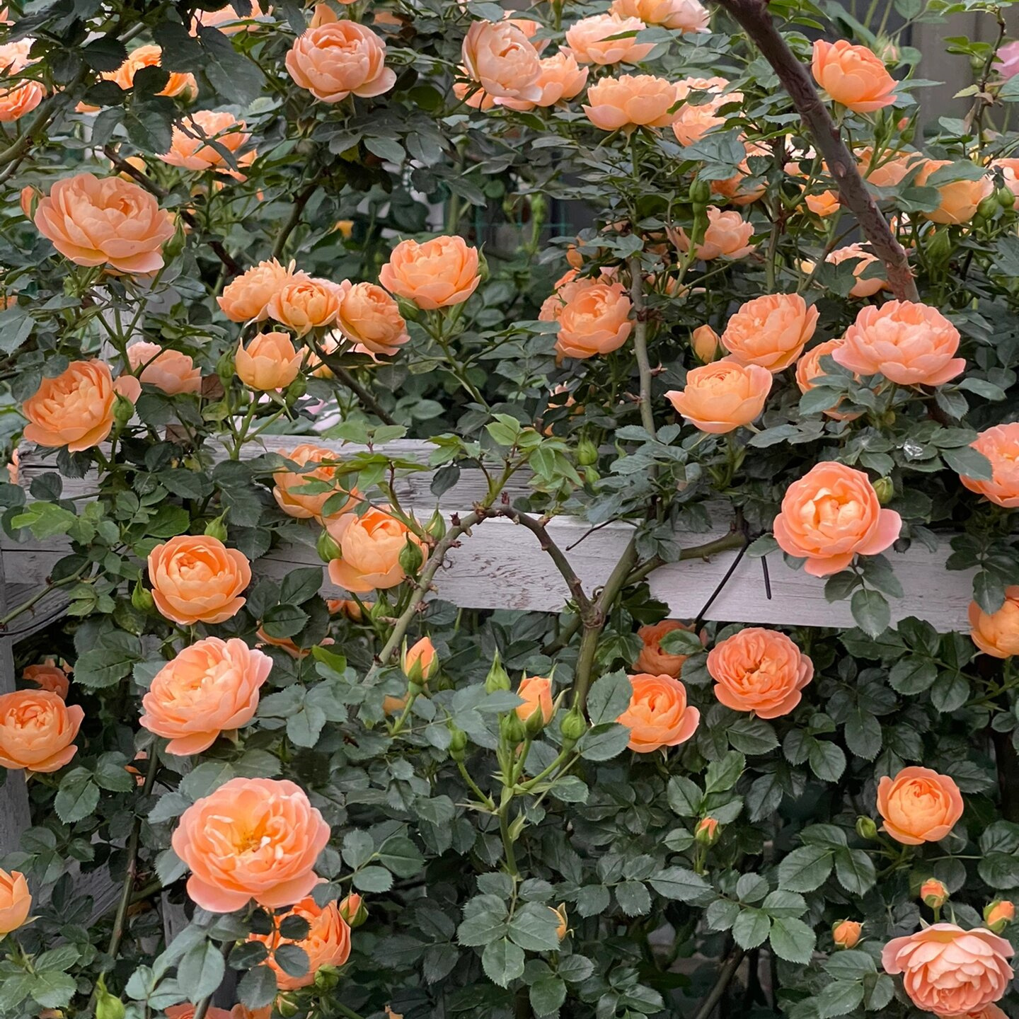 甜梦藤本月季花苗阳台露台爬藤花卉植物多季开花庭院蔷薇玫瑰苗-图1