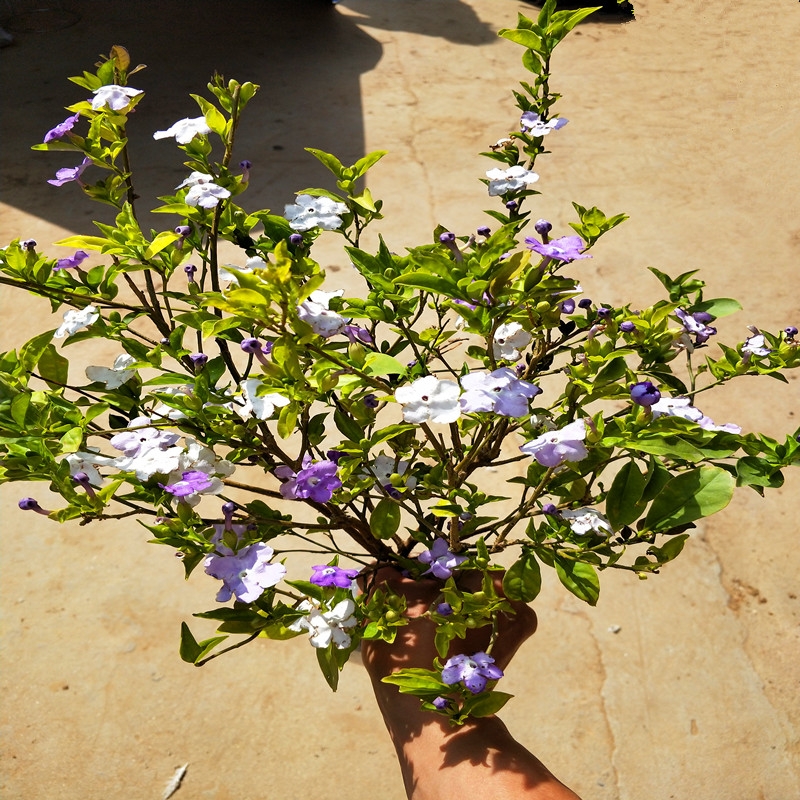 翠烟阁双色茉莉花双色茉莉花苗双色茉莉盆栽双色茉莉花大苗-图2