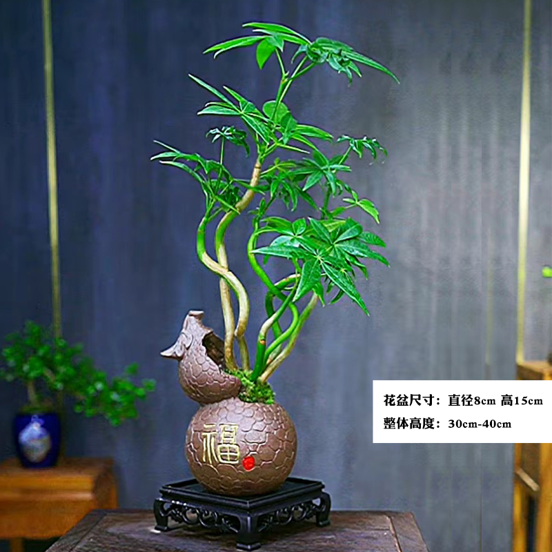 五福发财树盆栽植物室内花卉绿植办公好养客厅四季常青盆景