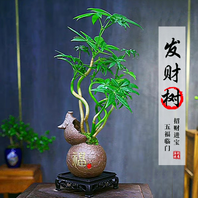 五福发财树盆栽植物室内花卉绿植办公好养客厅四季常青盆景