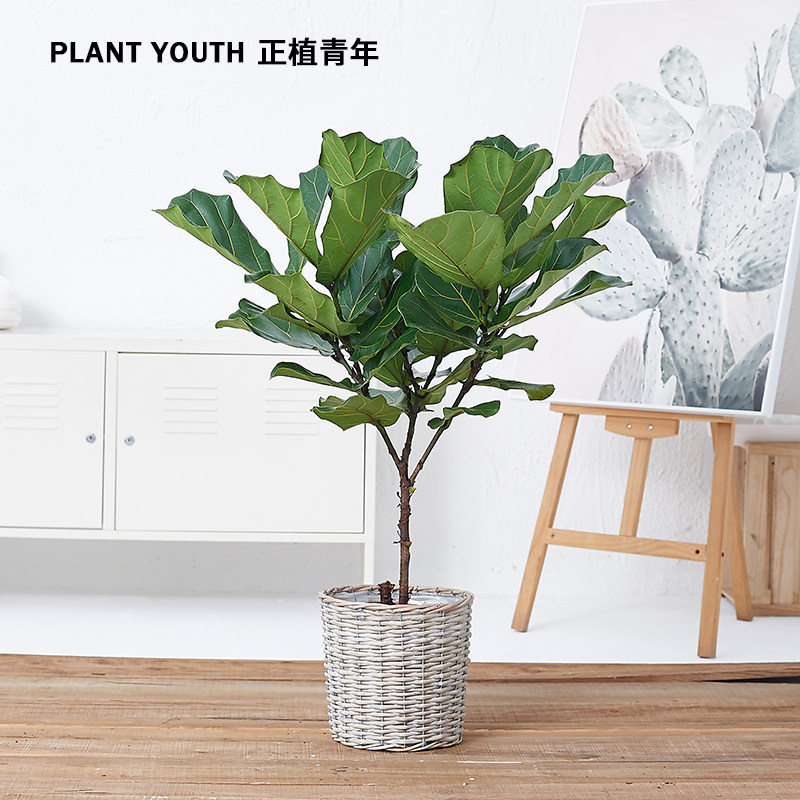 琴叶榕客厅,琴叶榕,大琴叶榕(第15页)_大山谷图库