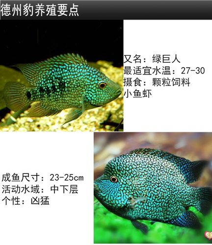 南美慈鲷鱼三湖南美食土鲷慈鲷观赏热带鱼德州豹绿巨人活体满天星 - 图0