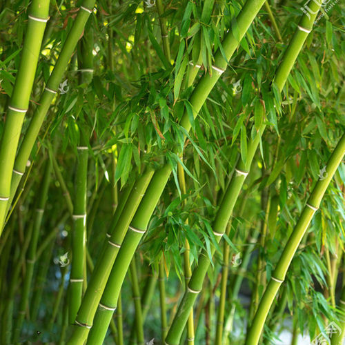 耐寒竹子苗庭院四季青竹苗紫苗竹篱笆竹苗盆栽花卉地栽植物绿化苗 - 图3